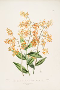 Illustratie van Epidendrum polyanthum